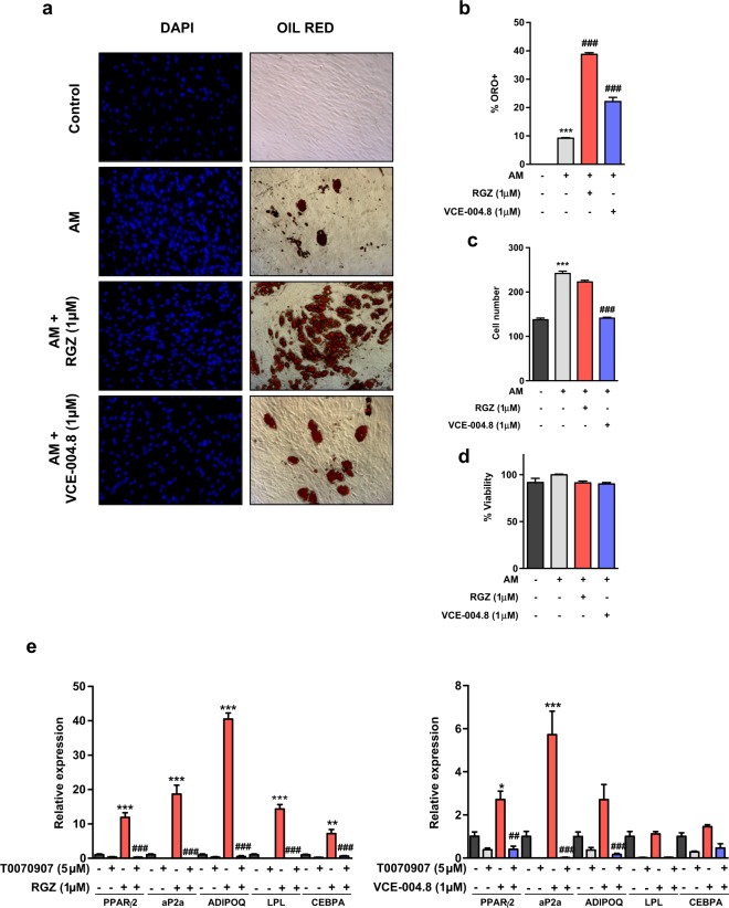 Effect of VCE-004.8 on MSCs differentiation. MSCs were differentiated in adipogenic medium (AM) in the presence of RGZ or VCE-004.8. (a) Representative images of Oil Red O (ORO) staining and DAPI nuclear counterstain of MSCs undergoing adipogenic differentiation. Quantification of Oil Red O positive cells (b) and DAPI nuclear cells (c) after 21 days of differentiation is presented. (d) Cytotoxicity of RGZ and VCE-004.8 was evaluated by the MTT method. (e) MSCs were differentiated in AM with RGZ or VCE-004.8 in the presence and the absence of T0070907 for 7 days and gene expression of adipogenic markers measured by qPCR. Results represent the mean ± S.D (n = 3). For (B, C) ***P < 0.001 AM vs. control; ###P < 0.001 RGZ or VCE-004.8 + AM vs. AM; for (E) *P < 0.05, **p < 0.01 and ***P < 0.001 RGZ or VCE-004.8 vs. the control cells; #P < 0.05, ##P < 0.01 and ###P < 0.001 RGZ or VCE-004.8 + T0070907 vs. RGZ or VCE-004.8. (ANOVA followed by Turkey’s test).