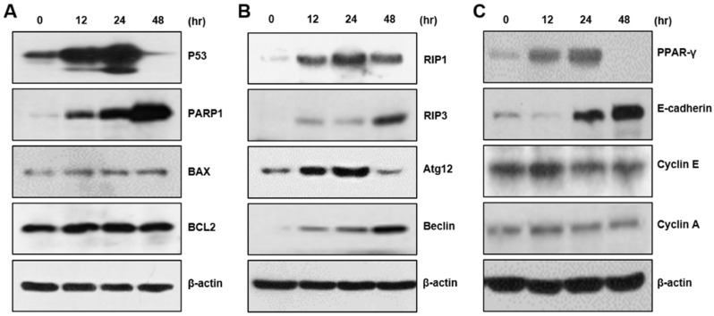 Upregulation of multiple proteins by CBD treatment. (A) A Western blot analysis was performed on apoptosis-related proteins. P53 and PARP-1 were upregulated by CBD treatment, whereas Bax and BCL2 levels were not changed. (B) Necroptotic or autophagy marker proteins were increased by CBD treatment. (C) Levels of the differentiation-related proteins PPARγ and E-cadherin were increased by CBD treatment.