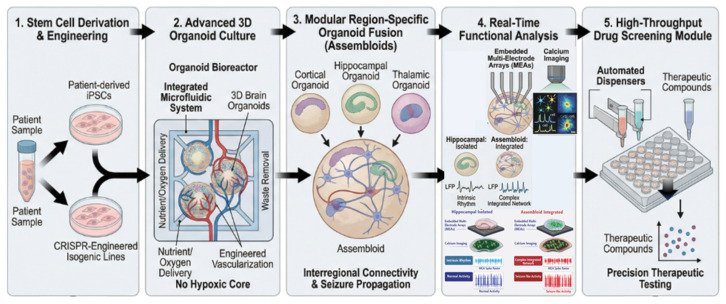 Ideal Human Brain Organoid Platform for Epilepsy Modeling. This schematic illustrates the integrated pipeline for human-specific epilepsy research. (1) Patient-derived iPSCs and CRISPR-engineered lines provide a genetic basis for disease modeling. (2) Advanced 3D culture systems with microfluidics ensure physiological viability. (3) Region-specific assembloids enable the study of interregional connectivity and seizure propagation. (4) Real-time functional analysis using embedded MEAs and calcium imaging enables the precise characterization of network-level hyperexcitability; differentiation of normal activity (sparse, asynchronous firing) from seizure-like patterns (dense, synchronized burst firing, increased spike frequency and amplitude). (5) The high-throughput module facilitates precision therapeutic testing of compounds like CBD, bridging the gap between preclinical animal data and human clinical application.