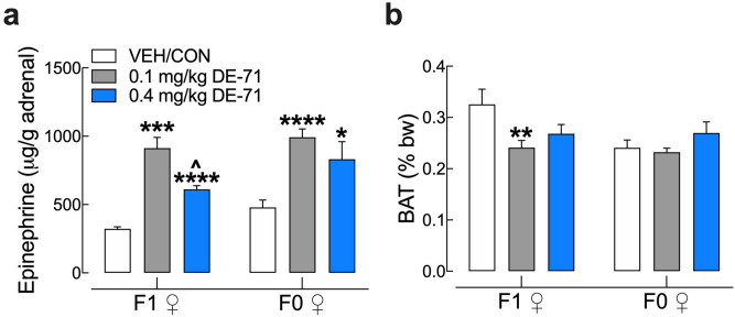 DE-71 exposure increases adrenal epinephrine content in F0 and F1 females and decreases brown adipose tissue (BAT) mass in F1 female mice. (a) Epinephrine content measured in adrenal glands harvested at necropsy was elevated in F0 and F1 females exposed to either dose of DE-71. No change in adrenal weight was measured (data not shown). (b) Interscapular brown adipose tissue (BAT) collected at necropsy was expressed as a percent of body weight. DE-71 exposure produces reduced BAT mass in F1 at 0.1 mg/kg. No effects were seen in F0. *Indicates significantly different from VEH/CON (*P < .05, **P < .01, ***P < .001, ****P < .0001); ^indicates significantly different from 0.1 mg/kg DE-71 (^P < 0.05). Dunnett’s T3 or Tukey’s post-hoc tests were used. Bars and error bars represent mean ± s.e.m. n = 4–8/group for epinephrine and n = 11–32/group for BAT. BAT brown adipose tissue, F1 female offspring, F0 dams.