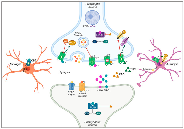 Schematic representation of the endocannabinoid system in the CNS. Postsynaptically synthesized endocannabinoids (eCBs) 2-AG (pink) and AEA (blue) are retrograde signalling molecules that bind and activate CB1 receptors. The psychotropic phytocannabinoid THC (green) is a CB1 agonist, while CBD (yellow) is a negative allosteric modulator (negative symbol) of CB1, inversely agonizing the receptor. CBD also inhibits the enzymes involved in eCB degradation, FAAH and MAGL. CB1 activation promotes astrocytic Ca2+ influx and presynaptic MAPK and GIRK activity, and inhibits AC activity, voltage-gated Ca2+ channels, and neurotransmitter release from the presynaptic neuron. CB2 activation in microglia can result in the inhibition of inflammatory cytokines TNFɑ and ILs [2,15,19,31,32,33]. CBD: cannabidiol; THC: Δ-9-tetrahydrocannabinol; 2-AG: 2-arachidonoylglycerol; AEA: anandamide; CB1/2: cannabinoid type receptors 1 and 2; MAGL: monoacylglycerol lipase; FAAH: fatty acid amide hydrolase; G: glycerol; AA: arachidonic acid; ETA: ethanolamine; AC: adenylyl cyclase; MAPK: mitogen-activated protein kinase; TNFɑ: tumour necrosis factor ɑ; ILs: interleukins; PPAR: peroxisome proliferator-activated receptor; GIRK: G-protein-coupled inwardly rectifying potassium channels. Adapted from Abate et al. (2021) [26]. Created using BioRender.com.
