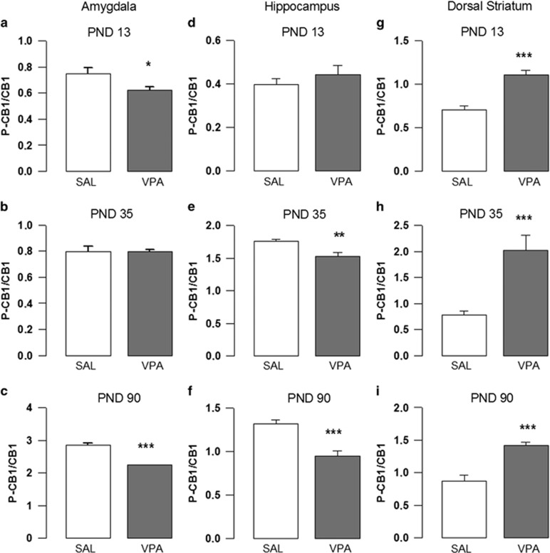 Activation of CB1 receptors. Ratio between phosphorylated and total CB1 receptor protein in the amygdala (a–c), hippocampus (d–f) and dorsal striatum (g–i) of VPA- and SAL-exposed offspring, evaluated at PNDs 13 (n (SAL)=6, n (VPA)=6), 35 (n (SAL)=6, n (VPA)=6) and 90 (n (SAL)=6, n (VPA)=6). Data represent mean±s.e.m.; *P<0.05; **P<0.01; ***P<0.001 (Student's t-test). PND, postnatal day; SAL, saline; VPA, valproic acid.