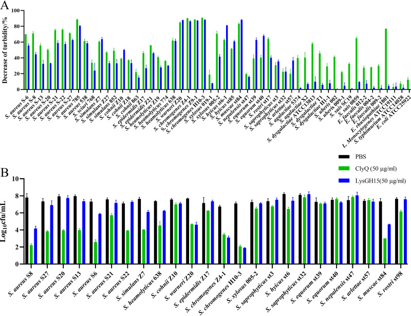 The host range and antistaphylococcal activity of chimeric lysin ClyQ and S. aureus phage lysin LysGH15 in vitro. (A) Host range of ClyQ and LysGH15. Different bacterial species (including staphylococci, streptococci, E. faecalis, E. rhusiopathiae, L. monocytogenes, E. coli, and S. Typhimurium) were used to determine the host range of ClyQ and LysGH15. (B) The antistaphylococcal activity of ClyQ and LysGH15. Different species of Staphylococcus (including S. aureus, S. simulans, S. cohnii, S. epidermidis, S. heamolyticus, S. warneri, S. chromogenes, S. xylosus, S. muscae, S. nepalensis, S. equorum, S. rostri, S. saprophyticus, S. arlettae, and S. hyicus) were used to test the antistaphylococcal activity of ClyQ and LysGH15. All experiments were repeated three times. The error bars show the standard deviations (SD).