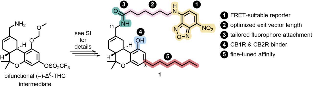 Synthesis and design of D77, a non-selective fluorescent ligand targeting CB1R and CB2R