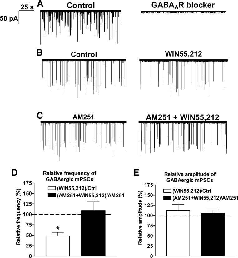 Whole-cell patch-clamp recordings of mPSCs reveal that CB1 receptor activation inhibits the GABAergic afferent drive onto GnRH neurons. All recorded mPSCs in a representative GnRH neuron can be eliminated with 100 μm picrotoxin showing that they are related to GABAA-R activation (A). The frequency of GABAergic mPSCs from a representative GnRH neuron is reduced by the synthetic endocannabinoid agonist WIN55,212 (1 μm) (B). GnRH neurons preincubated with the CB1 antagonist AM251 (1 μm) fail to respond with reduced mPSCs to the WIN55,212 challenge (C). Histograms of whole-cell patch-clamp recordings show the relative percentages of mPSC frequencies (D) and amplitudes (E). Bars correspond to the mean ± sem of 10 recorded cells for each treatment. *, P < 0.05 vs. Ctrl. Note that all changes detected in these experiments affect the frequency, but not the amplitude, of mPSCs. Ctrl, Control.
