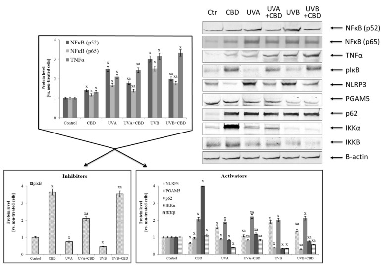 The influence of cannabidiol (CBD) on NFκB [p52] and NFκB [p65] transcriptional activity and its activators and inhibitors expression in keratinocytes exposed to UVA (30 J/cm2) and UVB (60 mJ/cm2) irradiation. Mean values ± SD of five independent experiments are presented. x statistically significant differences vs. control group, p < 0.05; a statistically significant differences vs. group without cannabidiol, p < 0.05.