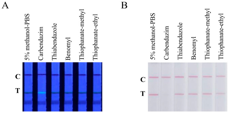 Specificity of the test strip. (A) Strips added with CBD, thiabendazole, benomyl, thiophanate-methyl, and thiophanate-ethyl under ultraviolet light. (B) Strips added with CBD, thiabendazole, benomyl, thiophanate-methyl, and thiophanate-ethyl under natural light.