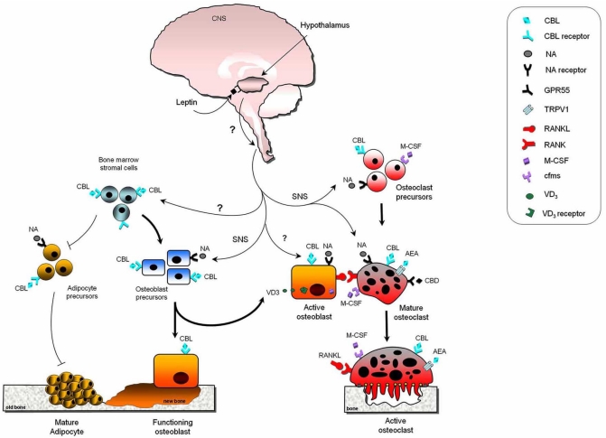 Schematic illustration of the current model of local and systemic regulation of bone cell differentiation and function by cannabinoid ligands. Leptin regulates bone mass through a neuronal hypothalamic relay involving β-adrenergic neurones and endocannabinoid system within the sympathetic nervous system (SNS). Noradrenaline is known to increase bone loss by stimulating osteoclast formation and resorption. Cannabinoid receptors are likely to influence the hypothalamic action of leptin on bone formation by a central relay. Moreover, mature osteoblasts express CB1 and CB2 receptors and secrete AEA and 2-AG that in turn enhance RANKL induced osteoclast formation, thereby influencing osteoblast-osteoclast coupling. Cannabinoid ligands (CBL) are also involved in the regulation of osteoclast survival, polarisation and activity by acting on CB1 and CB2 receptors expressed on mature osteoclasts. CBL are capable of regulating bone formation by either directly acting on CB1 and CB2 receptors on osteoblasts or indirectly by inhibiting the production of the catecholamine noradrenaline, an inhibitor of osteoblast differentiation. Acting on CB1 receptors expressed on BM stromal cells, cannabinoid receptor agonists stimulate osteoblast differentiation and inhibit adipocyte accumulation in the bone marrow. TRPV1 and GPR55 expressed by osteoblasts and osteoclasts are likely to be responsible for some of the skeletal action of AEA and other cannabinoid ligands. Abbreviation: SNS - sympathetic nervous system; CB – cannabinoid; RANKL - receptor activator of NFκ B ligand; VD3 – vitamin D3, M-CSF - macrophage colony stimulating factor; cfms - M-CSF receptor; NA – noreadrenaline; AEA – anandamide; CBD – cannabidiol. Question mark (?) denotes unknown factors.