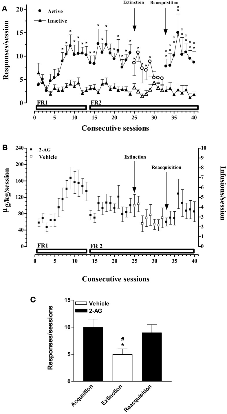 Acquisition, extinction, and reacquisition of 2-AG self-administration (SA) behavior over consecutive session. (A) Number of responses (nose pokes) for 2-AG SA (25 μg/kg/infusion). Results are expressed as mean ± SEM of nose pokes in the active (circle) and inactive (triangle) holes during each 1-h daily session under FR 1 and FR 2 schedule (acquisition phase: 1st–24th days, filled symbols, N = 13; extinction phase: 25st–32nd days, open symbols, N = 13; reacquisition phase: 33th–40th days, filled symbols; N = 6). *p < 0.05 vs inactive nose pokes; ANOVA followed by LSD post hoc test. (B) Daily intake and number of infusions during 2-AG SA. Data are expressed as μg/kg (left Y-axis) or number of infusions (right Y-axis) of 2-AG during each 1-h daily session (1st–24th; 33th–40th, filled squares) or vehicle (25th–32nd, open squares). (C) Number of responses during each phase of 2-AG SA. Each bar represents the mean ± SEM of the last three sessions under acquisition, extinction, and reacquisition phases of 2-AG SA. *p < 0.05 vs acq.; #p < 0.05 vs reacq. ANOVA followed by LSD post hoc test.