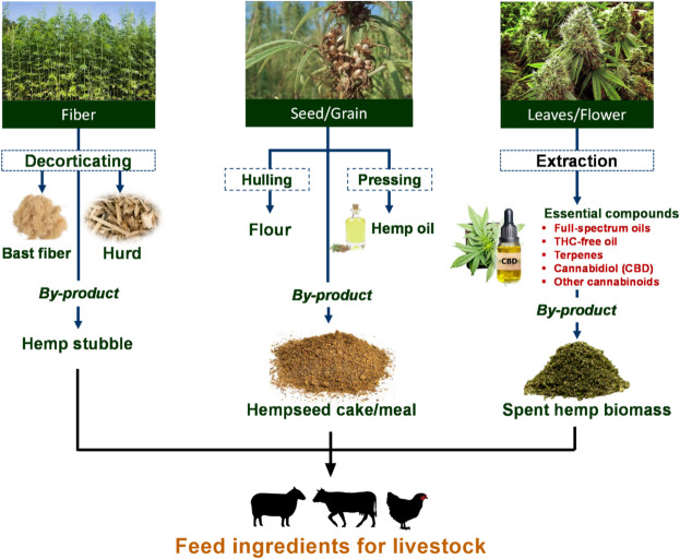Schematic representation of different purposes of cultivating hemp and their potential byproducts as a feed for livestock