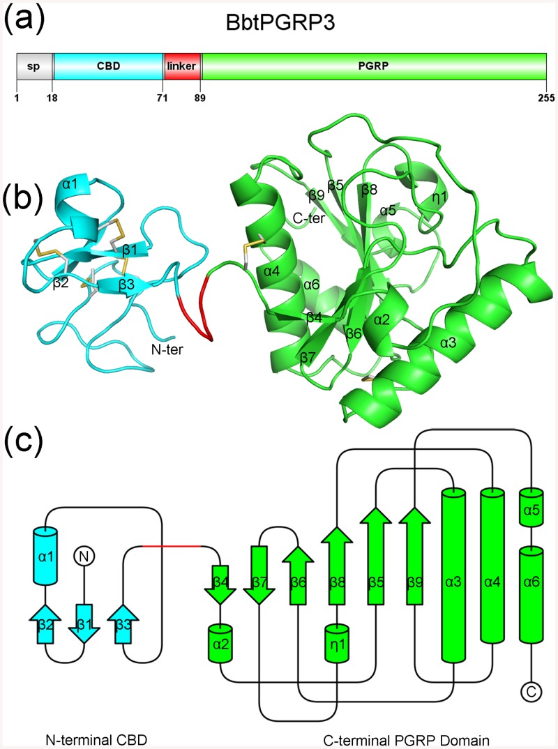 Overall structure of BbtPGRP3.(a) Domain organization of BbtPGRP3. (b) Structure of BbtPGRP3. The secondary structure elements are numbered in the order of appearance in the primary sequence. The N and C-termini are indicated. (c) Topology diagram of BbtPGRP3. The N- and C-terminal domains are shown in cyan and green, respectively. The linker is shown in red.