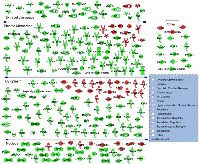 CBD regulated expression of immune related genes in splenic CD4+ T cells in EAE mice. Immune related genes whose expression pattern was reversed by CBD treatment in MOG-induced EAE mice are presented. Genes shown in green were induced in EAE mice (compared to naïve) but their expression was decreased by CBD treatment in EAE mice (compared to vehicle treatment). Genes shown in red were suppressed in EAE mice (compared to naïve) but their expressions were induced by CBD treatment in EAE mice (compared to vehicle treatment). The celluar localization of these gene products is also shown.