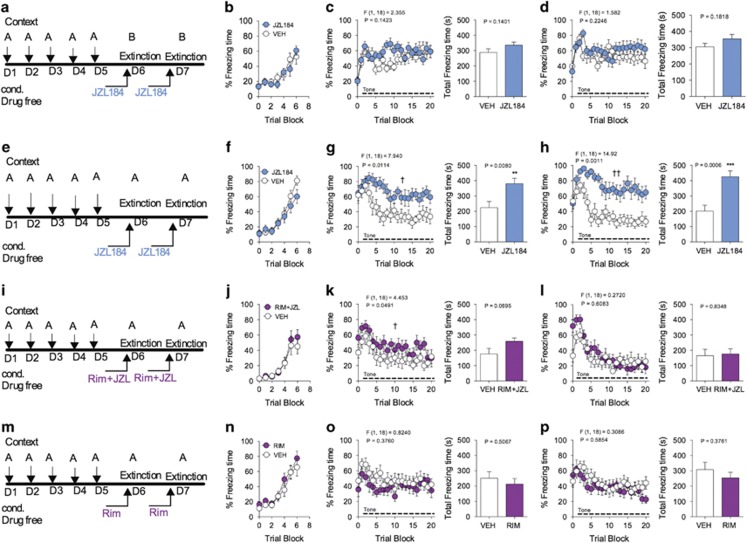 Contextual facilitation of short-term fear extinction after overconditioning is impaired by JZL184. (a) Schematic of JZL184 administration paradigm during short-term extinction of cue-conditioned overtraining. (b) Freezing levels during acquisition of cue-conditioned fear. (c) Effects of JZL184 on freezing during short-term extinction session 1, following cue-conditioned overtraining. (d) Effects of JZL184 on freezing during short-term extinction session 2, following cue-conditioned overtraining. (e) Schematic of JZL184 administration paradigm during contextual facilitation of cue-conditioned overtraining. (f) Freezing levels during acquisition of cue-conditioned fear. (g) Effects of JZL184 on freezing during facilitated contextual extinction session 1, following cue-conditioned overtraining. (h) Effects of JZL184 on freezing during facilitated contextual extinction session 2, following cue-conditioned overtraining. (i) Schematic of JZL184 and Rimonabant co-administration paradigm during contextual facilitation of cue-conditioned overtraining. (j) Freezing levels during acquisition of cue-conditioned fear. (k) Effects of JZL184 and Rimonabant co-administration on freezing during facilitated contextual extinction session 1, following cue-conditioned overtraining. (l) Effects of JZL184 and Rimonabant co-administration on freezing during facilitated contextual extinction session 2, following cue-conditioned overtraining. (m) Schematic of Rimonabant administration paradigm during contextual facilitation of cue-conditioned overtraining. (n) Freezing levels during acquisition of cue-conditioned fear. (o) Effects of Rimonabant on freezing during facilitated contextual extinction session 1, following cue-conditioned overtraining. (p) Effects of Rimonabant on freezing during facilitated contextual extinction session 2, following cue-conditioned overtraining. †P<0.05, ††P<0.01 significant effect of drug treatment by two-way ANOVA. **P<0.01, ***P<0.001 significantly different from vehicle treatment by unpaired two-tailed t-test (bar graphs). Error bars represent s.e.m. n=10 mice per group for each experiment. ANOVA, analysis of variance.