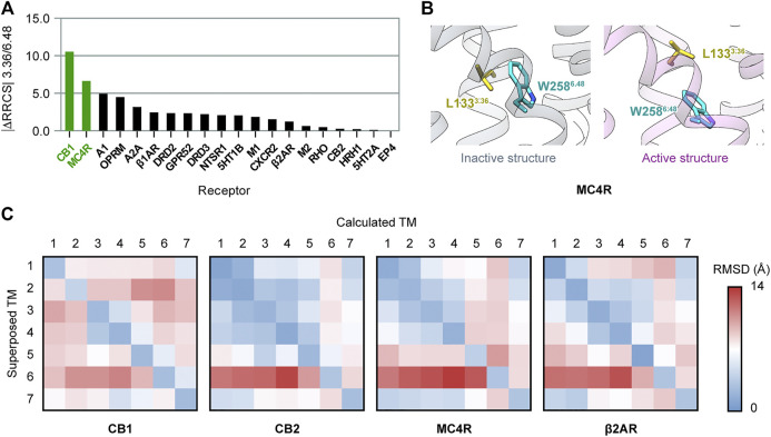Comparison of activation mechanisms among class A GPCRs. (A) Difference of 3.36/6.48 residue–residue contact score (RRCS) in inactive and active structures in class A GPCRs. The top two ranked receptors, CB1 and MC4R, have the “twin toggle switch” of 3.36/6.48. (B) “Twin toggle switch” of L1333.36 and W2586.48 MC4R. (C) 7 × 7 RMSD matrices of inactive/active structure pairs for class A GPCRs. Results for CB1, its closest homolog—CB2, the only other receptor containing “twin toggle switch”—MC4R, and prototype GPCR—β2AR are shown here; results for the 16 other GPCRs are shown in Supplementary Figure S9.