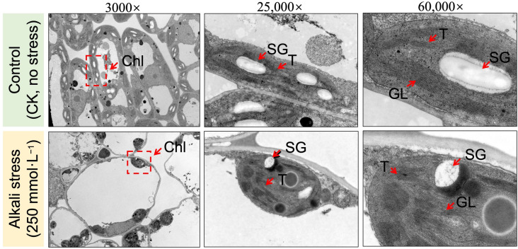 Microscopic observation of photosynthesis related endogenous ultrastructure in leaves of hemp seedling grown under control (CK, control without stress) and alkali stress (NaHCO₃ (250 mmol·L−1)) treatment at 48 h.Chl, chloroplast; T, thylakoid; GL, granal lamellae; SG, starch granule.