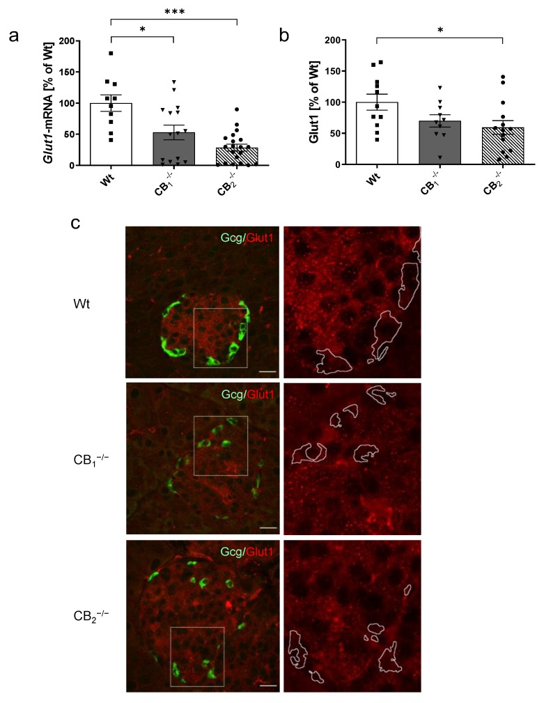 Analysis of glucose transporter 1 mRNA levels (Glut1) and protein (Glut1) in pancreatic tissue of male and female wild-type (Wt) mice and cannabinoid receptor knockout mouse lines (CB1−/−, CB2−/−). (a) Relative mRNA expression level of Glut1 was decreased in both knockout mouse lines (n = 10–20). (b) In addition, protein content of Glut1 was also decreased in CB1−/− and CB2−/− mice (n = 10–14). (c) Immunohistochemical staining of Glut1 (red) and colabelling of glucagon (Gcg, green) confirmed the localisation of Glut1 in both alpha- and beta-cells. A magnification of each islet (2.5 fold, box) is shown on the right column, and revealed the reduction of Glut1 in knockout mouse lines. In all cases, confocal optical sections were merged and are representative for pancreatic islets analysed in the whole pancreatic tissue from three mice per group. Values are presented as mean (±S.E.M.) and Wt values were defined as 100%. * p < 0.05; *** p < 0.001; unpaired t-test. Scale bar 20 µm.