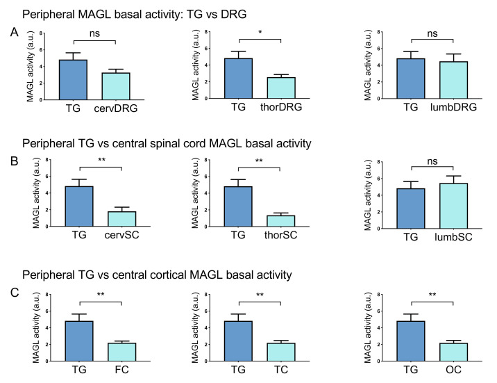 Comparing the basal MAGL activity in peripheral and central rat tissues. (A) Comparison of basal MAGL activity between TG and DRG. Basal MAGL activity was ~2-fold higher in TG than in thoracic DRG but no significant difference was found in TG vs cervical and lumbar DRG. (B) Comparison of basal MAGL activities between peripheral TG and CNS spinal cord tracts. Basal MAGL activity in the cervical (cervSC) and thoracic (thorSC) spinal cord was ~3-fold lower than in TG. The level of MAGL activity was similar between samples of TG and the lumbar spinal cord (lumbSC). (C) Comparison of basal MAGL activities between peripheral TG and cortical samples. Basal MAGL activity in frontal (FC), temporal (TC) and occipital cortexes (OC) was approximately half of that in the TG sample. Unpaired t-test, * p < 0.05, ** p < 0.01, ns = nonsignificant, n = 8 (TGs, DRGs), n = 11 (BS, cSC), n = 8 (tSC, lSC) and n = 10 (Cbl, cortex).
