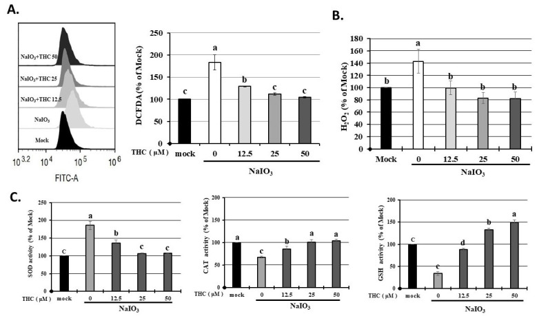 THC inhibits NaIO3-induced H2O2 generation and thus reduces ROS accumulation in ARPE-19 cells. ARPE-19 cells were first treated with different concentrations of THC (0–50 μM) for 1.5 h and then co-treated with NaIO3 for 18 h. (A) Intracellular ROS levels assessed by DCFDA staining and flow cytometry. (B) Cellular H2O2 production quantified by ELISA and (C) enzymatic activities of SOD and CAT, and intracellular levels of GSH in treated ARPE-19 cells, independently. Data are presented as the means ± SD of three independent experiments (n = 3). Different letters (a–e) in the statistical graphs indicate significant differences (p < 0.05) within each group.