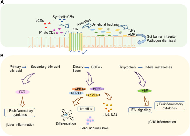 Cannabinoids and gut microbiota. (A) Cannabinoid mediated microbiome modulation: endogenous or exogenous cannabinoids increase the beneficial bacteria which produce TJPs that improve gut barrier integrity and AMPs that eliminate pathogens. (B) Immunomodulatory mechanisms of microbial metabolites: microbiota generated secondary bile acids, SCFAs, and indole metabolites modulate various receptors leading to decreased pro-inflammatory cytokines and immune suppression. AhR, aryl hydrocarbon receptor; AMP, antimicrobial protein; CBR, cannabinoid receptor; CBs, cannabinoids; CNS, central nervous system; eCBs, endocannabinoids; FXR, farnesoid X receptor; GPR, G-protein-coupled receptors; HDACs, histone deacetylases; IFN, interferon; IL, interleukin; K, potassium; TJP, tight junction proteins; T-reg, regulatory T cell.