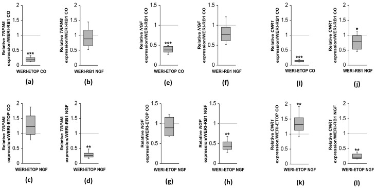 Relative mRNA expression levels of TRPM8, NGF, and CB1 (CNR1) in WERI-ETOR and WERI-Rb1 cells with NGF (100 ng/mL) and without NGF treatment (CO = control; n = 5–6, * p < 0.05, ** p < 0.01, *** p < 0.001). (a–d) The TRPM8 mRNA level is significantly downregulated in WERI-ETOR cells compared to WERI-Rb1 cells, irrespective of NGF treatment. (e–h) NGF elicits the same expression pattern. (i–l) Also, CNR1 is significantly lower expressed in WERI-ETOR cells compared to WERI-Rb1 cells. Notably, NGF treatment leads to a significant upregulation of the CNR1 expression level in WERI-ETOR cells.