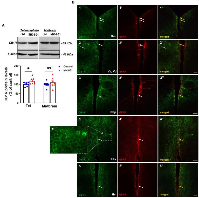 Altered endocannabinoid signaling in telencephalon of MK-801-treated zebrafish. (A) Representative blots and quantification of the relative expression levels of CB1R in telencephalon and midbrain. n = 8 per experimental group. Data are expressed as mean ± SEM. *p ≤ 0.05, ns, non-significant, compared to control group. (B1–5’’) Immunofluorescent microphotographs of selected transverse sections showing colocalization of CB1R with GFAP immunoreactive cells in the periventricular zone within different nodes of the SDMN. (B1–1’’) medial zone of the dorsal telencephalic area (Dm), (B2–2’’) ventral nucleus of the ventral telencephalic area/dorsal nucleus of the ventral telencephalic area (Vv/Vd), (B3–3’’) parvocellular preoptic nucleus, anterior part (PPa), (B4–4’’) parvocellular preoptic nucleus, posterior part (PPp), (B5–5’’) ventral zone of periventricular hypothalamus (Hv). Arrows indicate examples of colocalization, dashed arrows point to single positive cells. Within brain parenchyma, CB1R-immunostaining is intensively present in punctate structures around or in close proximity with cell somata (B4#). Microphotographic images are representative of MK-801-treated fish. Scale bar: 25 μm.