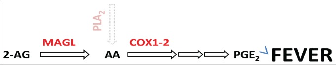 The endocannabinoid 2-AG is hydrolyzed by MAGL providing a PLA-independent source of AA. AA is the substrate for the synthesis of prostaglandin PGE2 (and other prostanoids). Genetic or pharmacological inhibition of MAGL strongly reduced fever response to LPS or IL-1β.