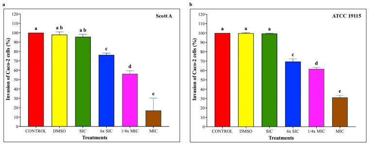 (a) Effect of cannabidiol on the invasion of L. monocytogenes Scott A into Caco-2 cells. (b) Effect of cannabidiol on the invasion of L. monocytogenes ATCC 19115 into Caco-2 cells. L. monocytogenes cultures grown in the presence or absence of CBD (~7 log CFU/mL) were used to infect confluent Caco-2 monolayers for 1 h. Following washing to remove non-adherent bacteria, monolayers were incubated for 2 h in medium containing gentamicin (100 μg/mL) to eliminate extracellular bacteria. Cells were then lysed, and intracellular bacteria were quantified by serial dilution and plating. Bars represent the mean adhesion on Caco-2 cells (%) ± SD (n = 6). Different superscript letters indicate significant differences across treatments compared to the control (p < 0.05). Abbreviations: DMSO, dimethyl sulfoxide (solvent control); SIC, sub-inhibitory concentration; MIC, minimum inhibitory concentration.