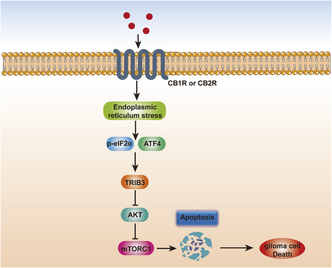 Scheme depicting the mechanism of endocannabinoid-induced glioma cell apoptosis. Endocannabinoids trigger endoplasmic reticulum stress in glioma cells, which may converge at the phosphorylation of eIF2α and the induction of ATF4. ATF4 further increases TRIB3 expression, thereby leading to inhibition of the AKT-mTORC1 axis and subsequent activation of apoptosis in glioma, thereby inducing glioma cell death.