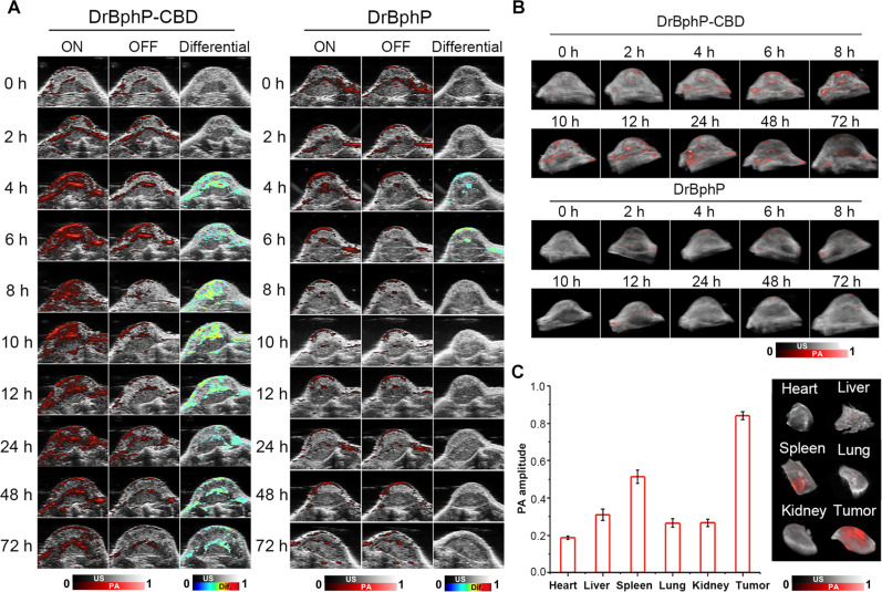 Dynamic PA/US imaging postadministration of DrBphP-CBD in MC38 tumors.(A) Time-dependent PA/US images at 760 nm illustrating the ON state, OFF state, and their differential for both DrBphP-CBD and DrBphP. (B) 3D PA/US imaging at 715 nm, delineating the spatial distribution of DrBphP-CBD and DrBphP within tumors. (C) Ex vivo 3D PA/US imaging of various organs, tumor, and statistical quantification of PA signal amplitudes. Data are presented as mean ± SD (n = 3).