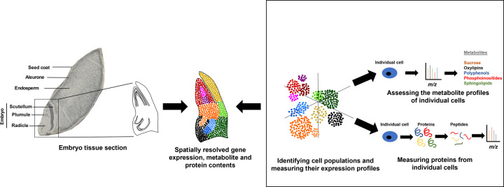 Spatial resolution of single-cell transcriptomics, metabolomics and proteomics in germinating barley seeds.A spatial barcoded map of the barley embryo is obtained using spatial transcriptomics to capture the mRNA transcripts across the embryo tissue section. In parallel, the embryo tissue undergoes tissue dissociation for single-cell RNA sequencing (scRNA-seq), followed by gene expression measurements, dimensionality reduction and clustering of various cell types that constitute the scutellum, plumule and radicle. The single cells are also surveyed for their metabolite and protein contents. Finally, the various single-cell ‘omics measurements are integrated with spatial information to annotate the cell subpopulations [20]. Image adapted from [76] with permission from John Wiley and Sons.