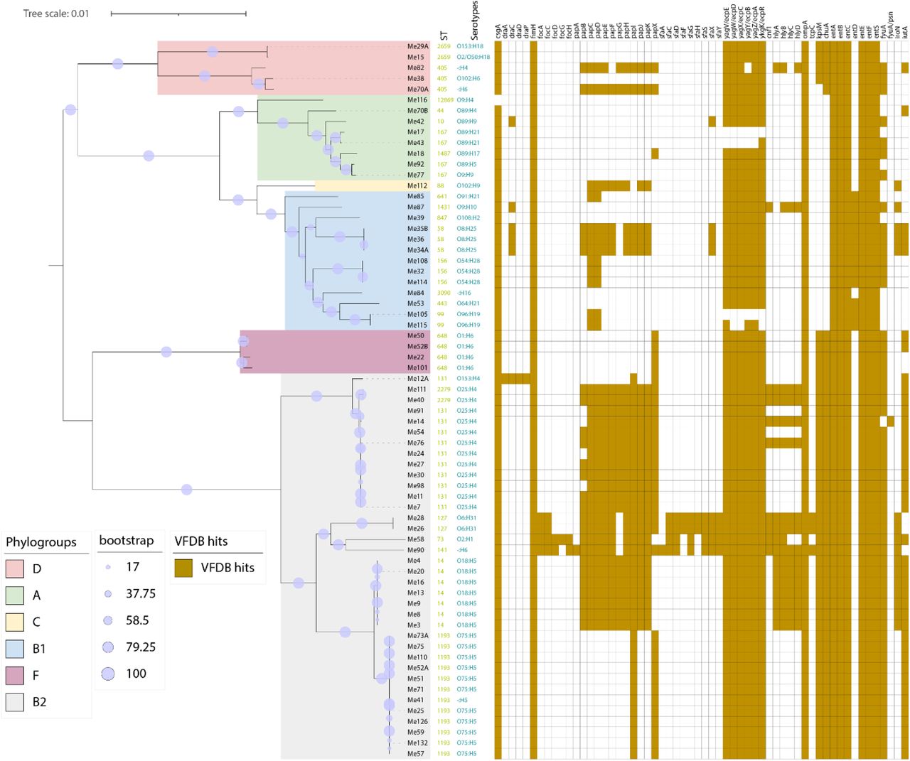 Phylogenetic tree for 67 Esc. coli isolates constructed using pangenome analysis of core genes, via panaroo and RaxML. UPEC strains are grouped into clusters (A, B1, B2, C, D, F) depending on EzClermont phylogroups. The maximum-likelihood tree was annotated using iTOL, with bootstrap values expressed as a percentage of 1000 replicates. Scale bar, nucleotide substitutions per site. Virulence genes were identified through BLASTp with VFDB based on coverage >= 90 % and identity >=70 %.