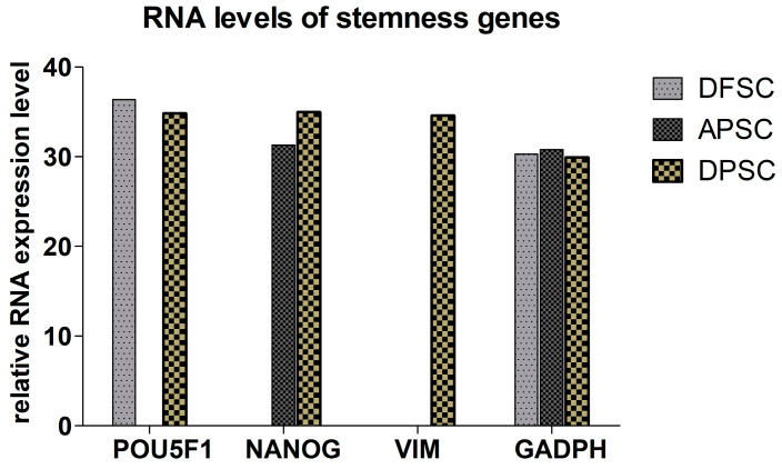 Quantitative RNA expression of genes implicated in osteogenic differentiation.