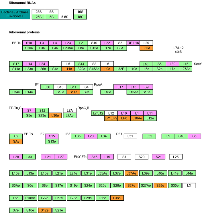 Ribosome pathway map identified by the gene set enrichment analysis. The ribosome pathway that was selected as the most enriched one of the differentially expressed proteins in PD using KEGG pathway analysis is displayed here. The ribosomal proteins (RPs) were colored in orange, and the mitochondrial ribosomal proteins (MRPs) are colored in magenta. KEGG, Kyoto Encyclopedia of Genes and Genomes; PD, Parkinson's disease.