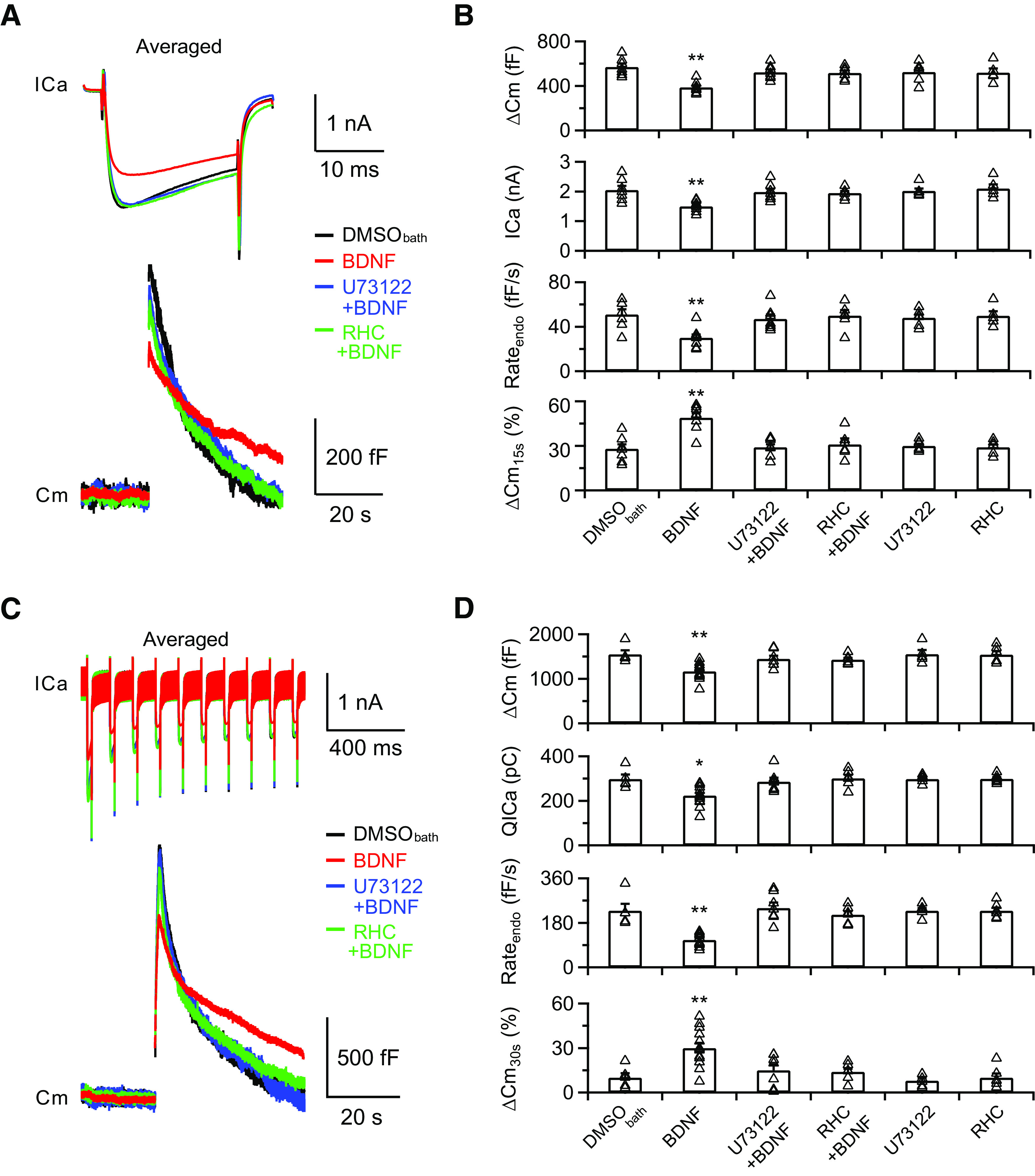 Postsynaptic release of eCBs is required for the inhibitory effects of BDNF. A, Averaged presynaptic ICa (top) and Cm (bottom) induced by depol20ms in the control (DMSObath, 0.1% DMSO in the extracellular solution, black), BDNF treatment (BDNF, identical to Fig. 2C), BDNF treatment in the presence of U73122 (U73122+BDNF, blue), and BDNF treatment in the presence of RHC80267 (RHC+BDNF, green) groups. B, Statistics for ΔCm, ICa, Rateendo, and ΔCm15s% with different treatments in extracellular solution (DMSObath, n = 7; BDNF, identical to Fig. 2C, n = 8; U73122+BDNF, n = 7; RHC+BDNF, n = 6; U73122, n = 6; RHC, n = 5). The p values were calculated using a one-way ANOVA with Bonferroni's multiple comparisons test. **p < 0.01. C, D, Similar to A, B, except the stimulation was depol20msx10 (DMSObath, n = 5; BDNF, identical to Fig. 3A, n = 13; U73122+BDNF, n = 7; RHC+BDNF, n = 6; U73122, n = 5; RHC, n = 6). *p < 0.05. **p < 0.01. Detailed statistical information is provided in Table 1.