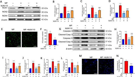 Monoacylglycerol lipase (MAGL) inhibition alleviates GC‐induced oxidative stress and apoptosis in bone marrow mesenchymal stem cells (BMSCs). (A–D) The protein expression levels of NADPH oxidative isozymes. BMSCs were pretreated with MAGL inhibitors MJN110(1 μΜ) for 24 h; Methylprednisolone (MP) (100 μΜ) was then added for 24 h. (E) Reactive oxygen species (ROS) staining of BMSCs (MP group versus MP + MJN110 group). In MP + MJN110 group, BMSCs were pretreated with MAGL inhibitors MJN110 (1 μΜ) for 24 and MP (100 μΜ) was then added for 24 h. (F) Average number of ROS‐positive cells per field in both groups. (G–L) Western blot results for the expressions of Caspase3, Cleaved Caspase3, Caspase9, Cleaved Caspase9, and BAX. BMSCs were pretreated with MAGL inhibitors MJN110 (1 μΜ) for 24 h and MP (100 μΜ) was then added for 48 h. (M) TUNEL staining was performed to test apoptotic rate in MP and MP + MJN110 group. In MP + MJN110 group, BMSCs were pretreated with MAGL inhibitors MJN110 (1 μΜ) for 24 h and MP (100 μΜ) was then added for 48 h. (N) Quantitative analysis of the positively TUNEL‐stained BMSCs ratio in (M) (n = 3, mean ± SD; *p < 0.05; **p < 0.01; ***p < 0.005 versus control group; #p < 0.05; ##p < 0.01; ###p < 0.005 versus MP group). These studies were performed at least three biological replicates