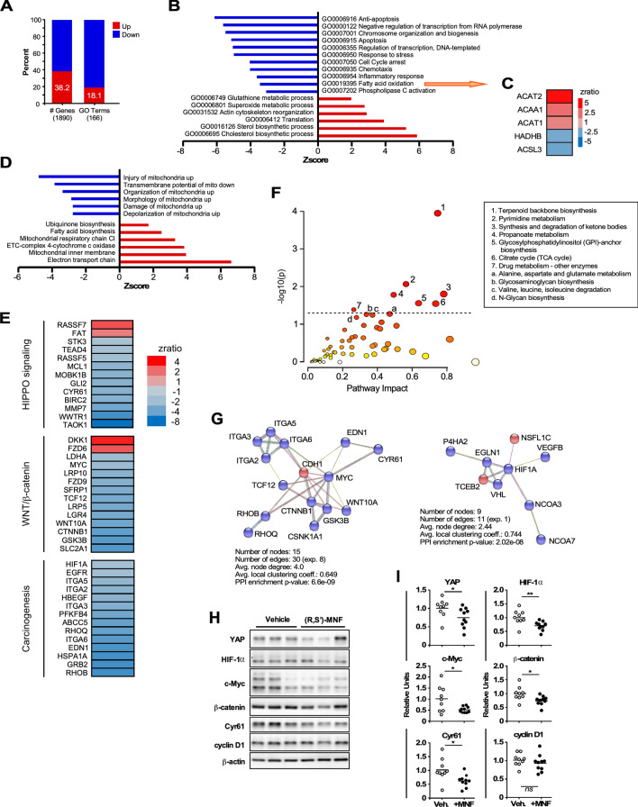 (R,S′)-MNF treatment elicits distinct gene expression signature in PANC-1 tumor xenografts. (A) Percent of genes and GO Terms that were up- and down-regulated in the (R,S′)-MNF:vehicle pairwise comparison. (B) Enrichment of top GO Terms that were up- (positive Z-scores) and down-regulated (negative Z-scores) after (R,S′)-MNF treatment. (C) Heatmap depicting the expression of genes implicated in fatty acid oxidation that were significantly impacted by (R,S′)-MNF. (D) Enrichment of top GO Terms related to Mitochondrial Pathway dataset from the (R,S′)-MNF:vehicle pairwise comparison. The complete list can be found in Supporting Information Table S5. (E) Heatmap showing the statistically significant Z-ratio changes in expression of selected genes in the (R,S′)-MNF:vehicle pairwise comparison. These genes are implicated in a handful of pro-oncogenic signaling pathways, including Hippo, Wnt-β-catenin, and EGF receptor. (F) Input for the multi-omics Joint Pathway Analysis (JPA) from MetaboAnalyst 5.0 consisted of the 74 metabolites gathered in Supporting Information Table S2 and the 1890 differentially expressed transcripts identified by microarray profiling. y axis, enrichment significance; x axis, pathway impact for network topology. Dotted line highlights pathways significantly impacted as defined by enrichment significance P < 0.05 [log(P) > 1.3]. (G) String protein–protein interaction database (v 11.5; string-db.org) was used to visualize the putative impact of (R,S′)-MNF on functional c-Myc (left panel) and HIF-1α (right panel) protein–protein association based on the transcriptional responses of PANC-1 tumors to (R,S′)-MNF treatment. Red nodes, significantly upregulated genes; blue nodes, significantly downregulated genes. In String network analysis, nodes represent proteins whereas edges represent functional protein–protein associations. If the number of edges for analyzed dataset is higher than expected for a random set of proteins (the ‘exp.’ value), the clustered proteins are biologically connected as a group. The average node degree indicates how many interactions a protein has on average in the network. The clustering coefficient is a measure of how connected the nodes in the network are. Protein–protein interaction (PPI) enrichment P-value is a measure of significance for biological association of investigated proteins. (H) Lysates prepared from PANC-1 tumor xenografts were separated by SDS-PAGE and immunoblotted using primary antibodies specific for YAP, HIF-1α, c-Myc, β-catenin, CYR61, cyclin D1, and β-actin (n = 9–10 mice per group). Representative blots are depicted. (I) Scatter plots depict densitometric quantitation of each protein band followed by normalization to β-actin levels. *, **P < 0.05, < 0.01 vs. control. The heatmaps were created using Microsoft Excel v.16.56 for Mac (Redmond, WA). The bar graphs and scatter plots were generated with GraphPad Prism v.8.4.3 (GraphPad Software, Inc., La Jolla, CA).