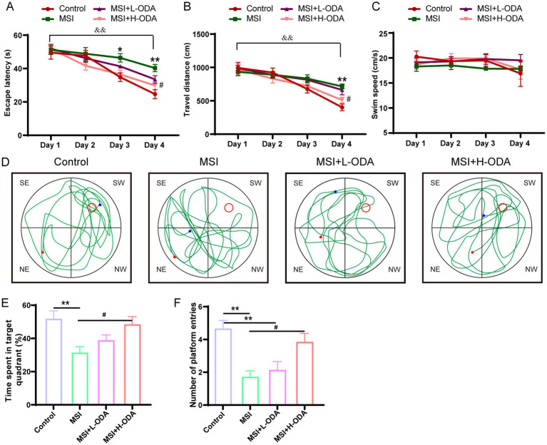 Effects of neonatal ODA supplementation on MWMT performance of MSI–exposed offspring rats. (A) Latency to escape, (B) distance traveled, and (C) swimming speed of rats in the hidden platform phase. (D) Example trajectory, (E) time spent in target quadrant, and (F) number of platform entries of rats from different groups during the probe test. Data are expressed as mean ± SEM; n = 6–7 per group. *p < 0.05 and **p < 0.01 for the comparison of treatment effects versus control group; #p < 0.05 for the comparison of treatment effects versus MSI group. &&p < 0.01 for the comparison of time effects between day1 and day4 within each group. MWMT, Morris water maze test; L-ODA, 5 mg/(kg · day) oleamide; H-ODA, 25 mg/(kg · day) oleamide; MSI, maternal sleep interruption.