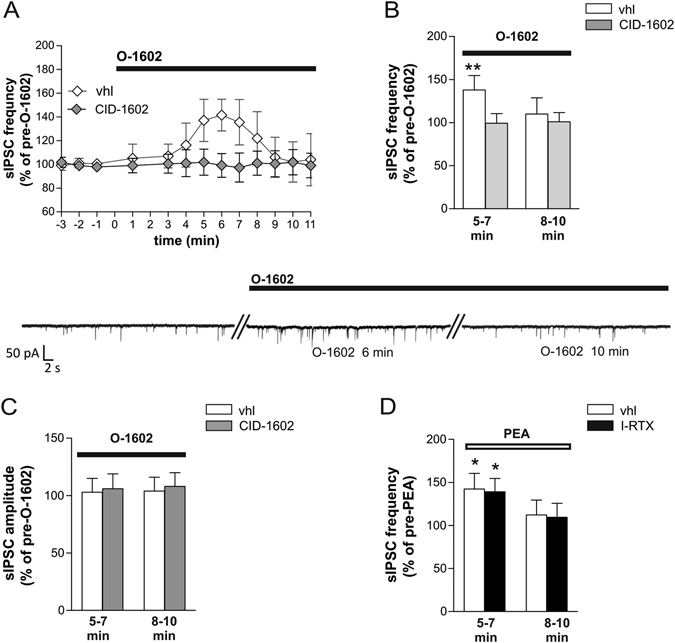 Effect of GPR55 on striatal GABAergic synaptic transmission. (A,B) O-1602 caused a rapid and transient increase of sIPSC frequency. Preincubation with CID-1602 prevented the action of O-1602 on sIPSC frequency. The electrophysiological traces on the bottom are examples of voltage-clamp recordings before and during the application of O-1602. (C) sIPSC amplitude was unchanged during bath application of O-1602 when applied alone or in the presence of CID-1602. (D) Preincubation with the TRPV1 antagonist I-RTX did not affect the PEA-mediated alteration on sIPSC frequency.