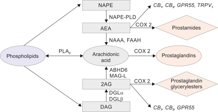 Production and metabolism of endocannabinoids. 2-AG, 2-arachidonoylglycerol; ABHD6, α,ß-hydrolase domain-containing 6; AEA, anandamide; CB1, cannabinoid receptor 1; CB2, cannabinoid receptor 2; COX-2, cycloosygenase-2; DAG, diacylglycerol; DGL α/ß, diacylglycerol lipase α/ß; FAAH, fatty acid amide hydrolase; GPR55, G protein-coupled receptor 55; MAGL, monoacylglycerol lipase; NAAA, N-acylethanolamine-hydrolyzing acid amidase; NAPE, N-acyl phosphatidylethanolamine; NAPE-PLD, N-acyl phosphatidylethanolamine-phospholipase D; PLA2, phospholipase A2; PPAR α, peroxisome proliferator-activated receptor alpha; TRPV1, transient receptor potential cation channel subfamily V member 1