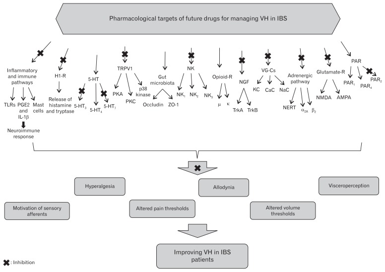 Pharmacological targets of novel drugs for the management of visceral hypersensitivity (VH) in irritable bowel syndrome (IBS). TLRs, Toll-like receptors; PGE2, prostaglandin E2; IL-1β, interleukin-1β; H1-R, histamine-1 receptor; 5-HT, 5-hydrodytryptamine; TRPV1, transient receptor potential vanilloid type I; PKA, cAMP-dependent protein kinase; PKC, protein kinase C; ZO-1, Zona occludens protein-1; NK, neuro-kinin; NGF, nerve growth factor; Trk, tyrosine receptor kinase; VG-Cs, voltage-gated channels; KC, potassium channel; CaC, calcium channel; NaC, sodium channel; NERT, norepinephrine reuptake transporter; NMDA, N-methyl-D-aspartate; AMPA, α-Amino-3-hydroxy-5-methyl-4-isoxazolepropionic acid; PAR, protease-activated receptors; R, receptor.