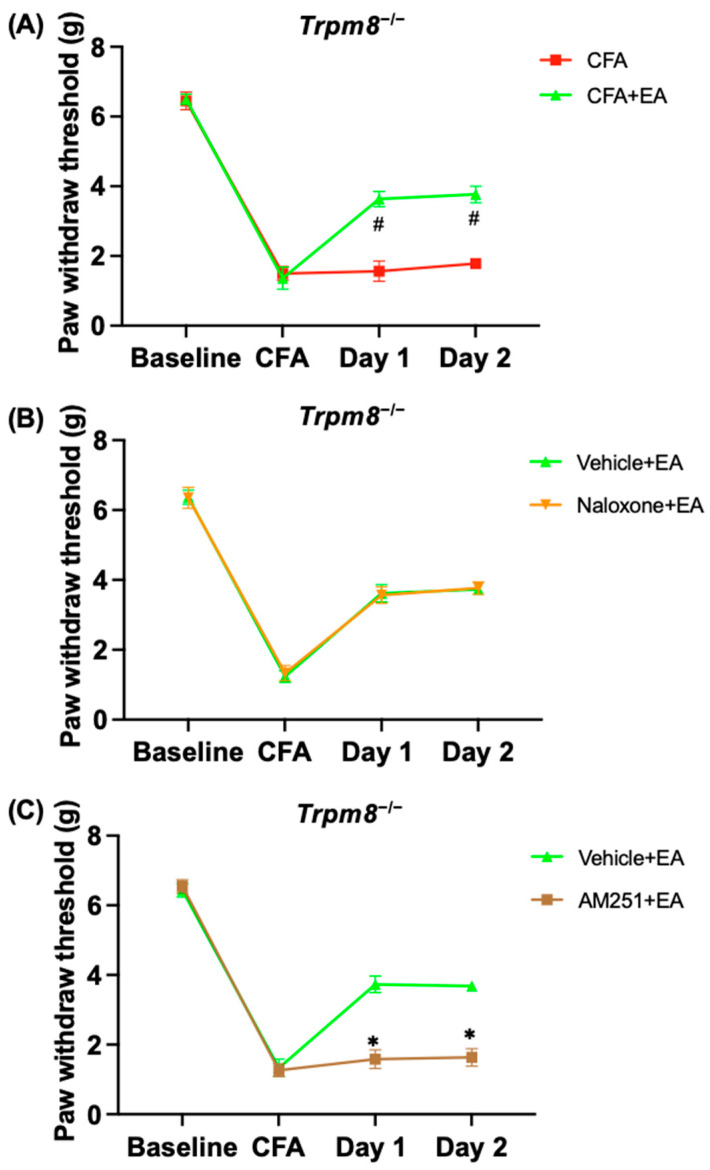 EA has an analgesic effect in the CFA pain model of Trpm8−/− mice, which is inhibited only by AM251 but not by naloxone. In the Trpm8−/− mice CFA pain model, the von Frey test was used to assess the PWT in the following groups: (A) CFA group (CFA, i.p.) and CFA + EA group (CFA, i.p.; EA). (B) Vehicle + EA group (Saline, i.p.; EA) and Naloxone + EA group (Naloxone, i.p. on Days 1 and Day 2 after the administration of the vehicle or antagonist; EA). (C) Vehicle + EA group (Saline, i.p.; EA) and AM251 + EA group (AM251, i.p. on Day 1 and 2 after the administration of the vehicle or antagonist; EA). Mean ± standard deviation (n = 6) is used to express the values. * p < 0.05 compared with the Vehicle + EA group; # p < 0.05, compared with the CFA group.