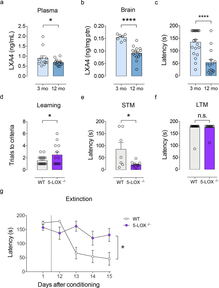Age-linked reductions in LXA4 result in cognitive impairment.a, b Levels of lipoxin A4 (LXA4) in plasma (a) and brain (b) of young (3 month old) or aged (12 month old) Swiss mice. (Plasma: N = 12 for 3 mo, N = 15 for 12 mo; Brain: N = 7 for 3 mo, N = 15 for 12 mo mice). c Step-down latency of young or aged mice in the inhibitory avoidance task to assess short-term memory (STM: 1 h after training; N = 20 for 3 mo; N = 15 for 12 mo mice). d Number of trials required for each mouse to reach the criteria during the training session in the inhibitory avoidance fear task (N = 23 for WT; N = 13 for 5-LOX−/−). e, f Step-down latency of 5-LOX−/− or WT mice (3 month old) in the inhibitory avoidance task to assess short-term (e; STM: 1 h after training; N = 7 WT and N = 15 5-LOX−/− mice) or long-term memory (f; LTM: 24 h after training; N = 23 for WT; N = 13 for 5-LOX−/−). For a, b, and d, two-tailed unpaired Student’s t-test. For c, e, and f, two-tailed unpaired Mann–Whitney (*p < 0.05; ****p < 0.0001). Graphs show means ± standard error of the mean (SEM). Each dot represents an individual. g Fear memory extinction assessed by step-down latency of 5-LOX−/− or WT after repeated test sessions 12–15 days after original conditioning session (N = 10 WT and N = 10 5-LOX−/− mice). Repeated measures one-way ANOVA with Šidák post hoc test (*p < 0.05). Graphs show means ± SEM.