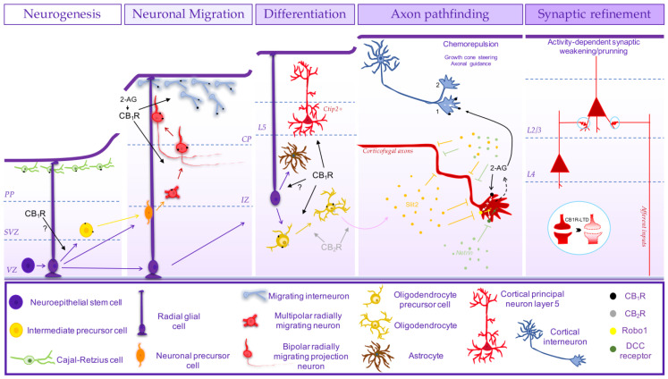 Schematic representation of the involvement of endocannabinoid signalling system (ECS) in corticogenesis. ECS through CB1R may be involved in cortical cell proliferation [92,94,133] and intermediate precursor cell generation [101]. CB1R is expressed in Cajal-Retzius cells and may control early-born cortical projection neuron positioning [93,100,104]. CB1R is involved in radial migration [92] in the transition from the intermediate zone (IZ) towards the cortical plate (CP) [106] by controlling the neuronal polarisation [102] and eventually through the control of cell movement [102,139], controlling the distribution of neurons across the different cortical layers [92,106]. CB1R also regulates tangential migration of cortical interneurons [37,104]. ECS, via CB1R, is also engaged in the development of cortical excitatory cytoarchitecture by controlling the differentiation of cortical projection neurons of layer 5 (Ctip2+) [94,109,128]. Next, ECS controls the guidance of corticofugal axons [92,94,103,110,124] by regulating growth cone steering through autocrine signalling by 2-AG via CB1R at the growth cones, through the regulation of Robo1 receptor and the concomitant CB2R-induced release of Slit2 by oligodendrocytes [124], whose differentiation was shown to entail CB1R and CB2R [124,140,141,142,143]. ECS may also control axon pathfinding through the regulation of the trafficking of deleted in colorectal cancer (DCC) receptors, which tethers the action of the guidance cue netrin [144]. 2-AG signalling through CB1R also controls growth cone steering of cortical interneurons via RhoA activation [108]. ECS is later involved in cortical synaptic refinement by controlling synaptic weakening/pruning through CB1R-mediated long-term depression (LTD), observed in afferent inputs at layer 2/3 and layer 4-layer 2/3 synapses [145,146,147,148,149,150,151]. VZ, Ventricular Zone; SVZ, Subventricular zone; PP, Preplate.