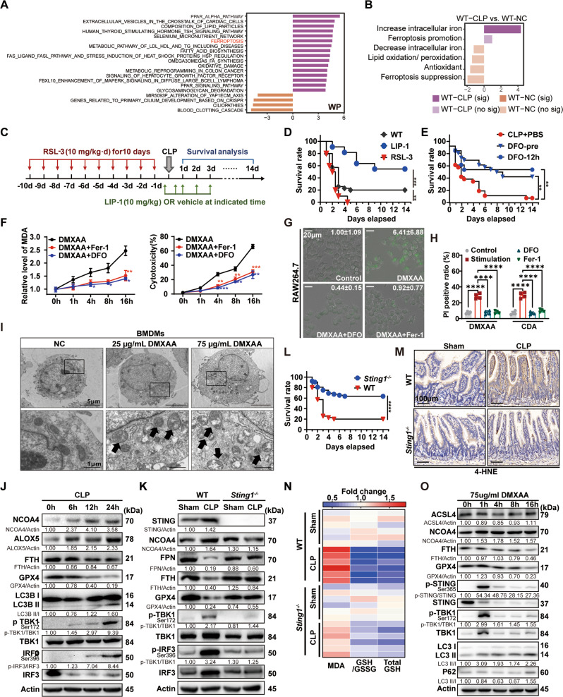 STING-mediated ferroptosis in macrophages plays an essential role in lethal sepsis.A Differential pathways enriched in WT and Sting1−/− mice after CLP model by GSVA. B Ferroptosis-related GSVA enrichment score under different conditions. Sig significantly enriched, no sig not significantly enriched. C Schematic diagram showing the animal modeling experimental procedures. D Survival analysis of the indicated mice in CLP-induced sepsis with or without treatment of LIP-1 (10 mg/kg) or RSL3 (10 mg/kg) (n = 20 per group). E Survival analysis of the indicated mice is shown. Mice were treated with or without DFO (100 mg/kg) at 2 h before CLP and 12, 24, 48, and 72 h after CLP in DFO-pre group. Mice were treated with or without DFO (100 mg/kg) at 12, 24, 48, and 72 h after CLP in DFO-12 h group (n = 13 per group). F Relative production of MDA and LDH release in BMDMs stimulated with DMXAA (75 μg/mL) in the absence or presence of Ferrostatin-1 (Fer-1, 10 µM) or deferoxamine (DFO, 100 nM) at indicated time points (n = 3 per group). G Live-cell fluorescence imaging of BMDMs with Liperfluo (10 μM). BMDMs were stimulated with DMXAA (75 μg/mL) in the absence or presence of Fer-1 (10 µM) or DFO (100 nM) at 16 h. Typical changes in fluorescence are shown (n = 3 per group). The fold change of integrated density in each group was indicated in the upper-right corner. H Quantification of cell death assessed by propidium iodide (5 μg/mL) staining (n = 4 per group). I Representative transmission electron microscopy (TEM) characterization of ferroptosis in BMDMs treated with 25 μg/mL or 75 μg/mL DMXAA for 16 h. The black arrows indicate the typical morphological characteristics of ferroptosis. The lower panel of each treatment shows the high magnification image of the upper panel. Scale bars are displayed in each image. J Immunoblot analysis of STING and ferroptosis pathway in the intestinal tissue of WT mice subjected with or without CLP at representative time points. K Immunoblot analysis of STING and ferroptosis pathway in the intestinal tissue of WT or Sting1−/− mice subjected with or without CLP at 24 h. L Survival analysis of the indicated mice in CLP-induced sepsis (n = 13 per group). M Representative immunohistochemical images of 4-HNE in intestinal tissues of WT or Sting1−/− mice subjected with or without CLP at 24 h. Scale bars are displayed in each image. N Heatmap of MDA, GSH/GSSG, and total GSH changes in intestinal tissue of WT or Sting1−/− mice subjected with or without sepsis model for 24 h (n = 6 per group). O RAW264.7 cells treated with 75 μg/mL DMXAA at different time points. Ferroptosis and STING pathway were assessed by immunoblot. Data are shown as mean ± SD. Data are analyzed by two-sided moderated t-tests using limma (A, B), one-way ANOVA test (F, H, N). GSVA gene set variation analysis, CLP cecal ligation and puncture, LIP-1 liproxstatin-1, DFO deferoxamine, CDA c-di-AMP, MDA malondialdehyde, BMDMs bone marrow-derived macrophages, ANOVA analysis of variance. *P < 0.05, **P < 0.005, ***P < 0.0005, ****P < 0.0001.