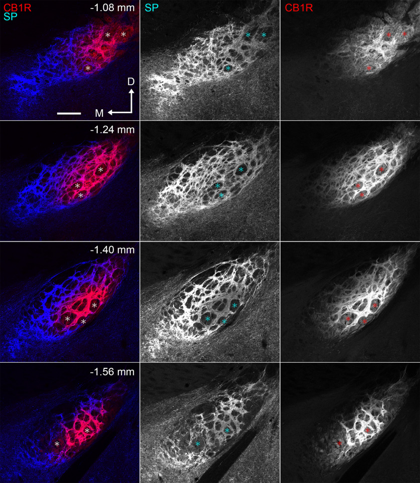 Double immunohistochemistry for SP and CB1R in the EPN at four different positions along the rostrocaudal axis. The number in each image represents the distance from bregma. CLSM settings are optimized to acquire images of the internal structure of the EPN. Asterisks show fibers passing through the white matter. Immunoreactivities for SP and CB1R show complementary patterns at all rostrocaudal levels. M, Medial; D, dorsal. Scale bar, 200 μm.