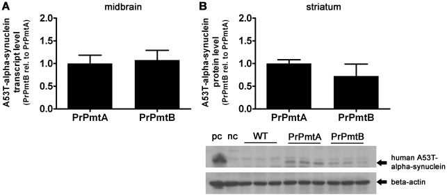 Human A53T-alpha-synuclein mRNA and protein expression at old age.Bar graphs depicting mRNA levels and protein levels of transgenic human A53T-alpha-synuclein. (A) Overexpressing mouse lines PrPmtA and PrPmtB exhibit similar mRNA levels of transgenic human A53T-alpha-synuclein in the midbrain at old age. (B) Accordingly, these mice show no differences in the protein levels of transgenic human A53T-alpha-synuclein in the striatum, the target area of the nigrostriatal projection. Data was normalized to the loading control (Tbp transcript or beta-actin protein) and to the mean values of PrPmtA mRNA or PrPmtA protein levels, respectively, and presented as bar graphs. N = 3 animals/genotype. “pc” = positive control (human brain protein medley/#635301, Clontech); “nc” = negative control (mouse brain extract/#sc-2253, Santa Cruz Biotechnology).