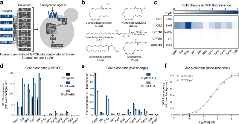 Functional coupling of human cannabinoid-responsive G protein-coupled receptors in yeast.a Combinatorial library of five human cannabinoid receptors in combination with 12 Gɑ protein variants introduced into the yeast GPCR chassis strain (yWS677) with a GFP pathway reporter output. b Chemical structure of 2-arachidonoylglycerol (2-AG), N-arachidonylglycine (NaGly), lysophosphatidylinositol (LPI), oleoylethanolamine (OEA), and anandamide (AEA). c Maximum fold change in GFP reporter output in the GPCR/Gɑ combinatorial strain library with the addition of 10 µM of 2-AG (CB1R and CB2R), NaGly (GPR18), LPI (GPR55), and OEA (GPR119). Experimental measurements are GFP levels per cell as determined by a plate reader and shown as the mean from four biological replicates. Fold change in GPCR/tGpa1 was subtracted from all data to discount for receptor-independent ligand effects. d CB2R/Gɑ library response to 10 µM 2-AG (blue), AEA (grey), and no ligand (black). e Maximum fold change in GFP expression of the CB2R/Gɑ library in response to 10 µM of 2-AG (blue) and AEA (grey). f AEA dose-response curves with the CB2R/Gpa1 biosensor and the CB2R/tGpa1 control. Experimental measurements are GFP levels per cell as determined by flow cytometry and shown as the mean ± SD from four biological replicates. Curves were fitted using GraphPad Prism variable slope (four parameter) nonlinear regression fit.