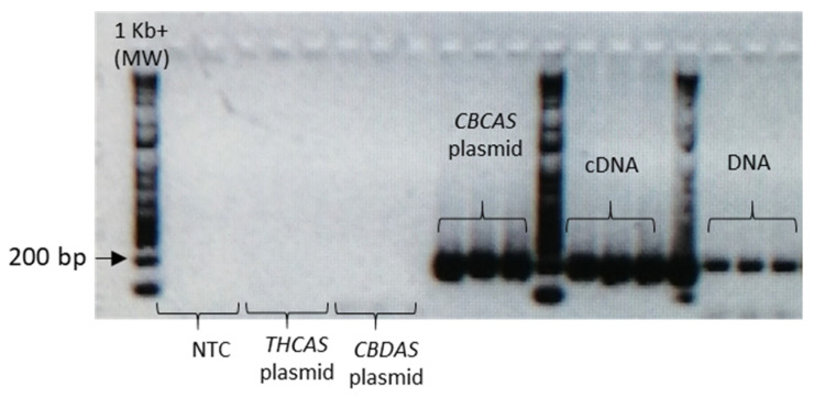 Agarose gel electrophoresis results of CBCAS primers amplification on plasmids containing each cannabinoid synthases, genomic DNA and cDNA of a hemp plant in triplicate. The PCR assays contained also 2 negative controls, where water was added instead of template (lane 1 and 2).