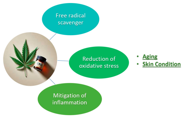 CBD (cannabidiol) and properties by skin protection.