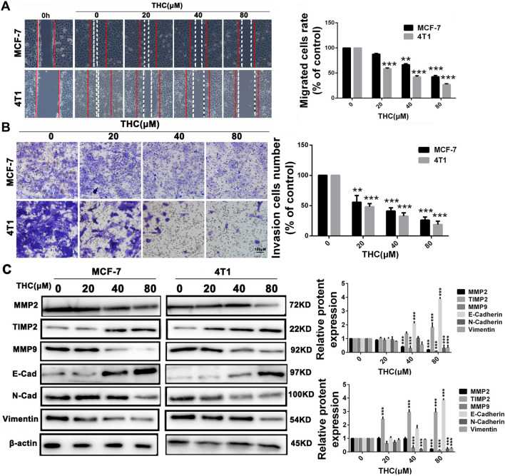 Inhibition of migratory and invasive in MCF-7 and 4T1 cells by THC treated. A MCF-7 and 4T1 cells were seeded on six-well plates. A single scratch was made after the cells grew about 90% confluence. After treatment of THC for 48 h, the cells were fixed and photographed. The lines indicate the area occupied by the initial scraping and migrated cells were quantified. B MCF-7 and 4T1 cells were seeded in the top chamber of transwell with serum-free medium and treated with vehicle or different concentrations of THC. After about 48 h, migrated cells were fixed, stained, photographed and quantified. C MCF-7 and 4T1 cells were treated with different doses of THC for 48 h, cells were harvested and western blot assay was carried out to detect the expression of MMP2, MMP9, TIMP2, E-cadherin, N-cadherin, Vimentin and β-actin served as loading control. Protein expression of MMP-2, MMP-9 and TIMP2 were quantified by the densitometry analysis using Image-Pro Plus and normalized against β-actin expression. Data are expressed as means ± SD from three experiments. (**P < 0.01, ***P < 0.001, compared to control)